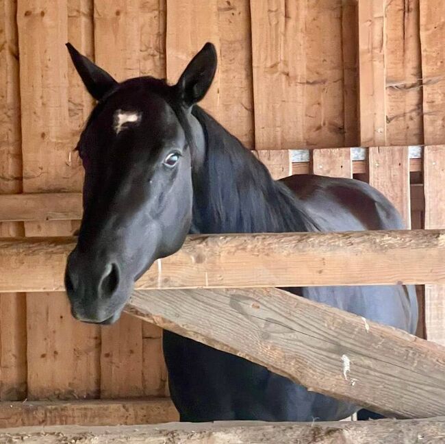Vielseitiger, talentierter Quarter Horse Wallach mit bester Ranchhorse-Abstammung, Kerstin Rehbehn (Pferdemarketing Ost), Horses For Sale, Nienburg, Image 6