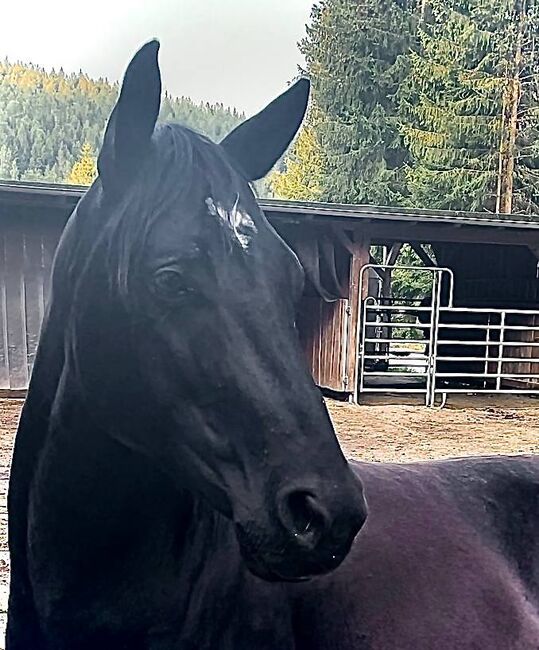 Vielseitiger, talentierter Quarter Horse Wallach mit bester Ranchhorse-Abstammung, Kerstin Rehbehn (Pferdemarketing Ost), Horses For Sale, Nienburg, Image 7