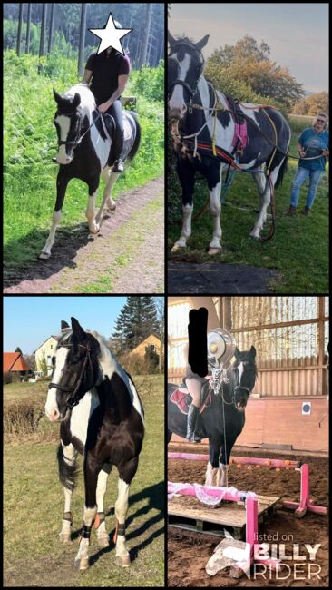 Vielseitiger, ausgeglichener polnischer Sportpferde Wallach, Kerstin Rehbehn (Pferdemarketing Ost), Horses For Sale, Nienburg, Image 23