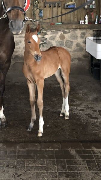 Nachwuchspferd vielseitig veranlagt direkt vom Züchter, Ehlert, Horses For Sale, Lauterbach, Image 4