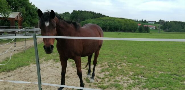 Verschmuster Araber-Wallach als Beisteller, T. , Pferd kaufen, Straubing