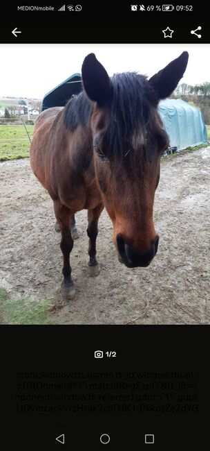 Verschmuster Araber-Wallach als Beisteller, T. , Horses For Sale, Straubing, Image 4