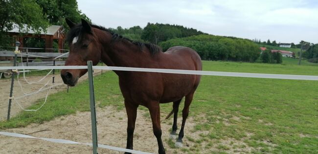 Verschmuster Araber-Wallach als Beisteller, T. , Horses For Sale, Straubing, Image 2