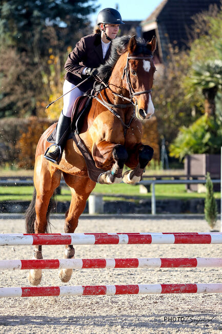 Verschmuster KWPN Wallach zum verkaufen, Sophie von Gunten, Horses For Sale, Sigriswil