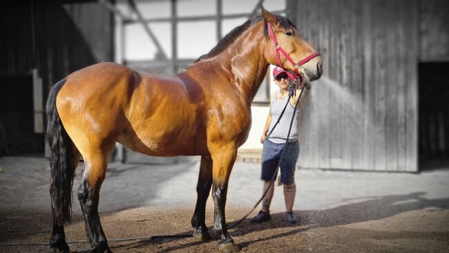 Verschmuster Pole, Susanne Schulz, Horses For Sale, Friedrichroda, Image 4