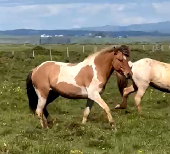 Sehr chilliger Wallach, bereit fürs Freizeitreiten, Islandpferde-aus-Island, Horses For Sale, Südisland