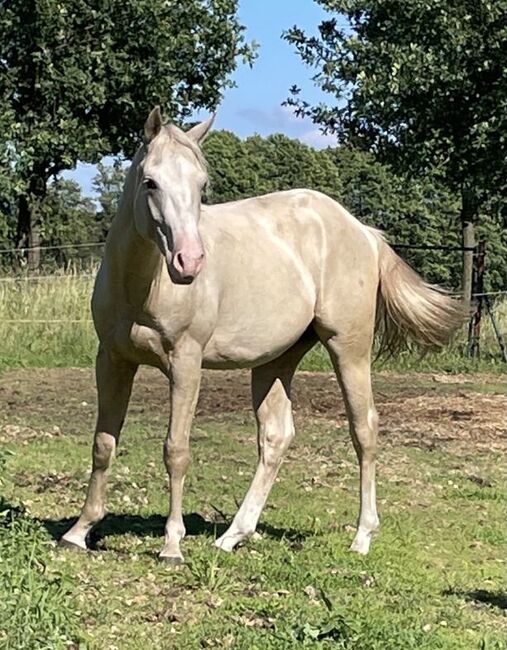 sehr cooler, top gezogener Quarter Horse Wallach, Kerstin Rehbehn (Pferdemarketing Ost), Horses For Sale, Nienburg