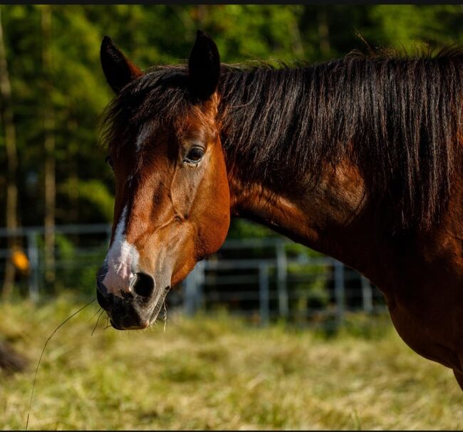 sehr korrekte Quarter Horse Stute, Kerstin Rehbehn (Pferdemarketing Ost), Horses For Sale, Nienburg, Image 7