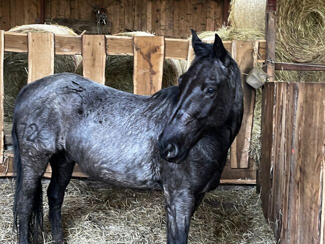 sehr lieber Criollo Wallach in blue roan, Kerstin Rehbehn (Pferdemarketing Ost), Horses For Sale, Nienburg