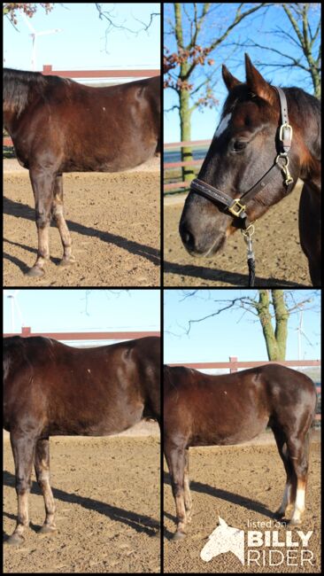 Sehr lieber Quarter Horse Wallach von Shiners Voodoo, Kerstin Rehbehn (Pferdemarketing Ost), Horses For Sale, Nienburg, Image 7