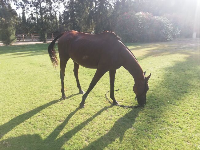 Ganz brave Vollblutstute, Klarina, Horses For Sale, Los Angeles