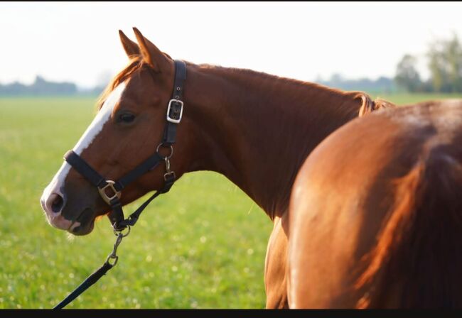 Ganz liebe, verschmuste Quarter Horse Stute, Kerstin Rehbehn (Pferdemarketing Ost), Horses For Sale, Nienburg, Image 10