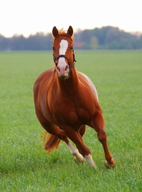 Ganz liebe, verschmuste Quarter Horse Stute, Kerstin Rehbehn (Pferdemarketing Ost), Horses For Sale, Nienburg, Image 13