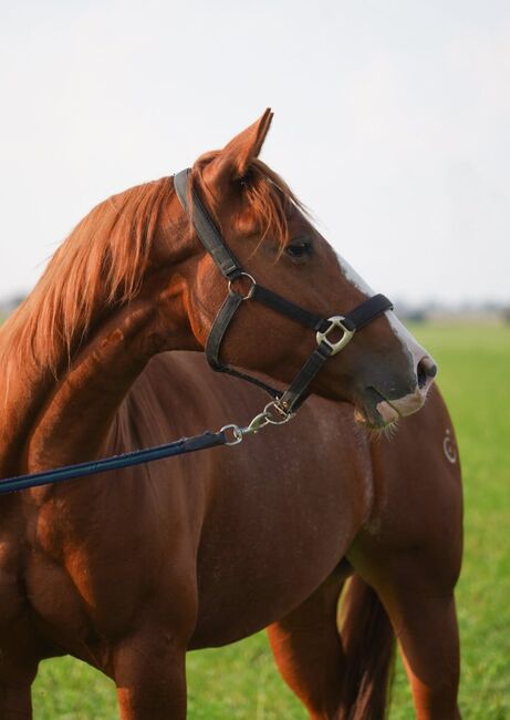 Ganz liebe, verschmuste Quarter Horse Stute, Kerstin Rehbehn (Pferdemarketing Ost), Horses For Sale, Nienburg, Image 5