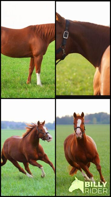 Ganz liebe, verschmuste Quarter Horse Stute, Kerstin Rehbehn (Pferdemarketing Ost), Horses For Sale, Nienburg, Image 14