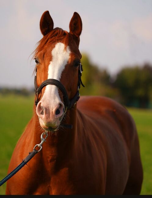 Ganz liebe, verschmuste Quarter Horse Stute, Kerstin Rehbehn (Pferdemarketing Ost), Horses For Sale, Nienburg, Image 2