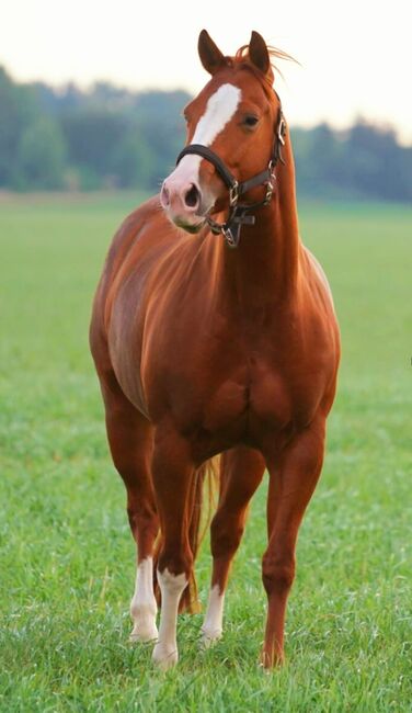 Ganz liebe, verschmuste Quarter Horse Stute, Kerstin Rehbehn (Pferdemarketing Ost), Horses For Sale, Nienburg, Image 9