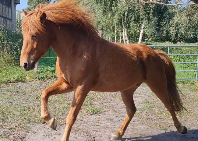Sehr nette Islandstute mit guter Abstammung und schönen Gängen aus 2013 gegen Schutzgebühr als Beist, Martina Holz, Horses For Sale, Nauen/ OT Markee, Image 7