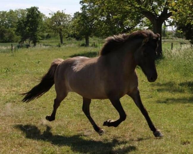 Sehr nette Islandstute mit guter Abstammung und schönen Gängen aus 2013 gegen Schutzgebühr als Beist, Martina Holz, Horses For Sale, Nauen/ OT Markee, Image 8
