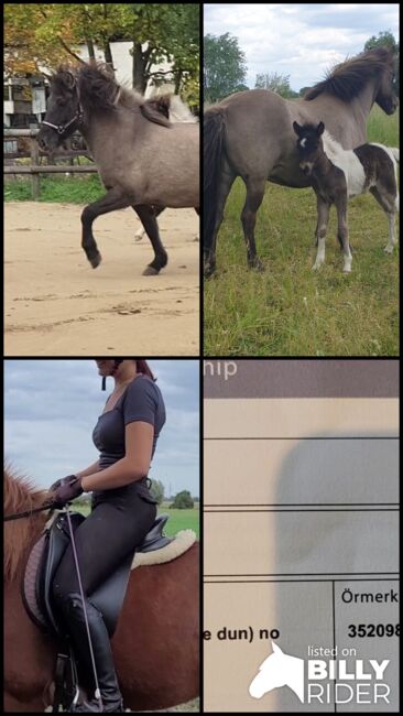 Sehr nette Islandstute mit guter Abstammung und schönen Gängen aus 2013 gegen Schutzgebühr als Beist, Martina Holz, Horses For Sale, Nauen/ OT Markee, Image 9