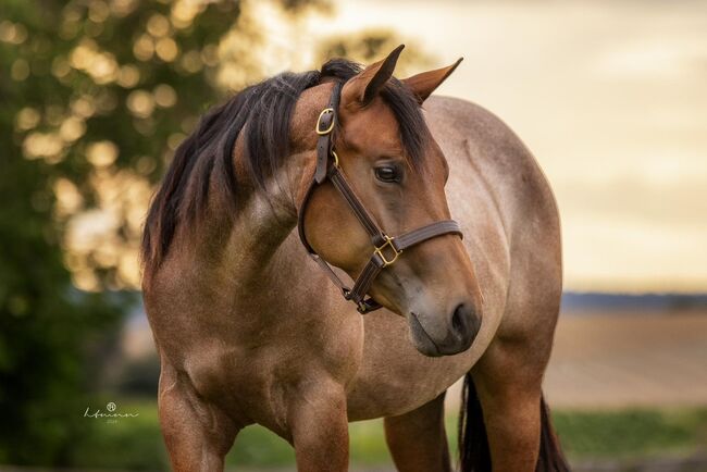 Ganz liebe Quarter Horse Stute von MJM Saltys Blue Ezra, Kerstin Rehbehn (Pferdemarketing Ost), Horses For Sale, Nienburg, Image 2