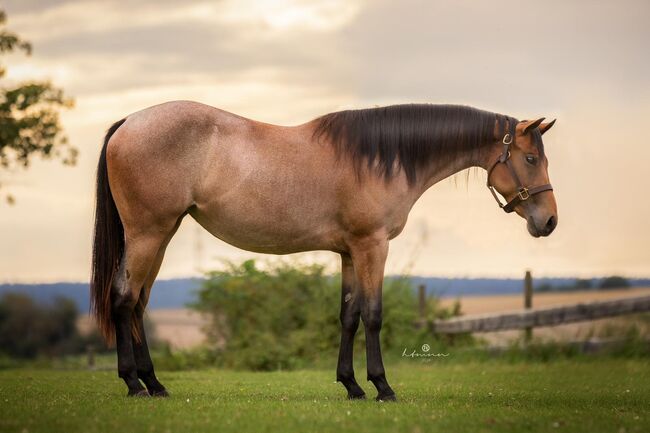 Ganz liebe Quarter Horse Stute von MJM Saltys Blue Ezra, Kerstin Rehbehn (Pferdemarketing Ost), Horses For Sale, Nienburg