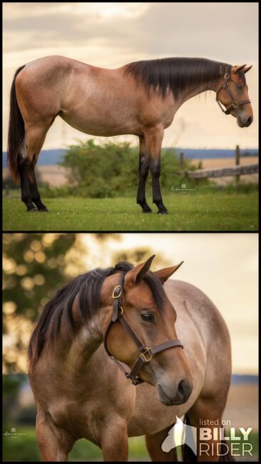 Ganz liebe Quarter Horse Stute von MJM Saltys Blue Ezra, Kerstin Rehbehn (Pferdemarketing Ost), Horses For Sale, Nienburg, Image 3