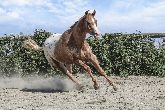 Sehr menschenbezogener Appaloosawallach, Sandra Thaler, Horses For Sale, Südtirol, Image 2