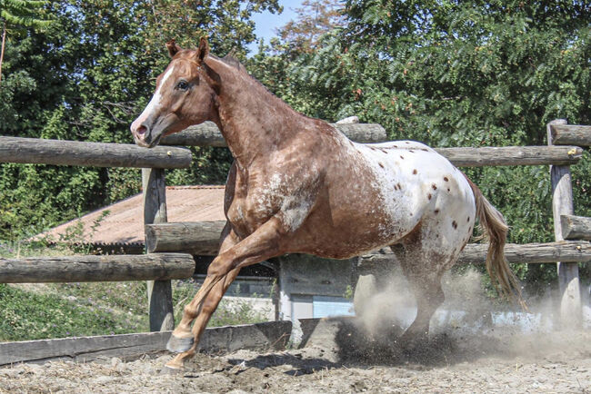 Sehr menschenbezogener Appaloosawallach, Sandra Thaler, Horses For Sale, Südtirol