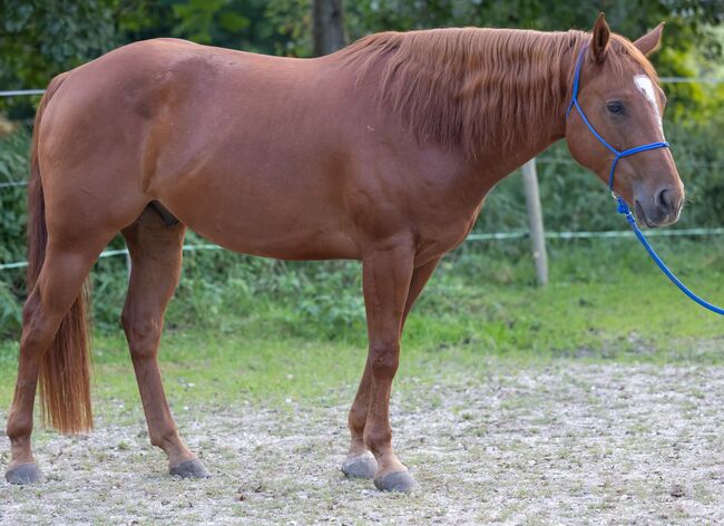 Sehr menschenbezogener, kompakter Appaloosawallach, Kerstin Rehbehn (Pferdemarketing Ost), Horses For Sale, Nienburg, Image 7