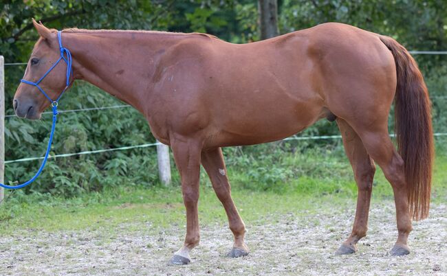 Sehr menschenbezogener, kompakter Appaloosawallach, Kerstin Rehbehn (Pferdemarketing Ost), Horses For Sale, Nienburg, Image 6