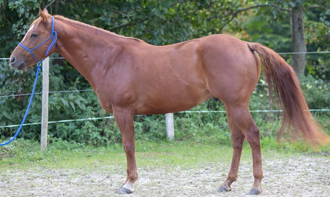 Sehr menschenbezogener, kompakter Appaloosawallach, Kerstin Rehbehn (Pferdemarketing Ost), Horses For Sale, Nienburg, Image 4