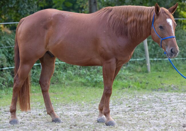 Sehr menschenbezogener, kompakter Appaloosawallach, Kerstin Rehbehn (Pferdemarketing Ost), Horses For Sale, Nienburg, Image 5