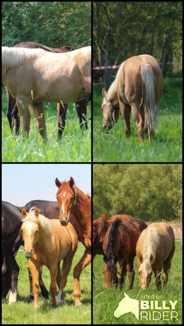 Sehr menschenbezogener, lieber Quarter Horse Hengst in toller Optik, Kerstin Rehbehn (Pferdemarketing Ost), Horses For Sale, Nienburg, Image 5