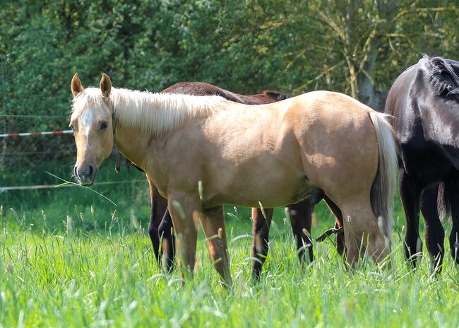 Sehr menschenbezogener, lieber Quarter Horse Hengst in toller Optik, Kerstin Rehbehn (Pferdemarketing Ost), Horses For Sale, Nienburg