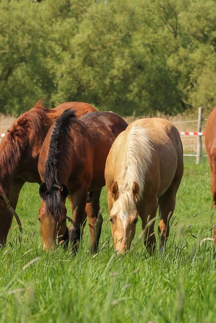 Sehr menschenbezogener, lieber Quarter Horse Hengst in toller Optik, Kerstin Rehbehn (Pferdemarketing Ost), Horses For Sale, Nienburg, Image 4