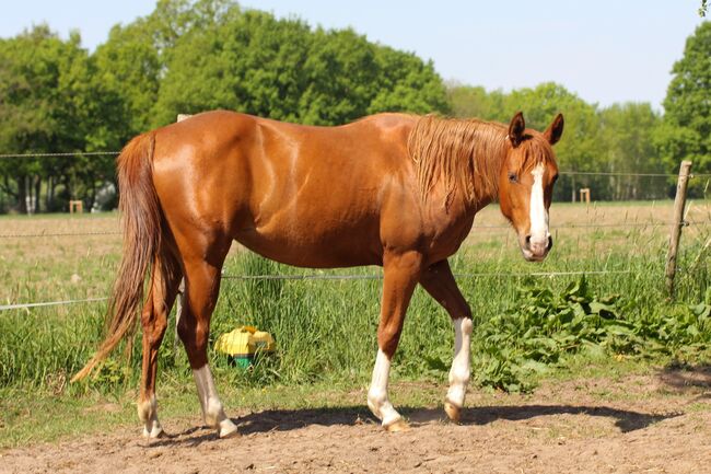 Sehr menschenbezogene, liebenswerte Quarter Horse Stute, Kerstin Rehbehn (Pferdemarketing Ost), Horses For Sale, Nienburg, Image 5