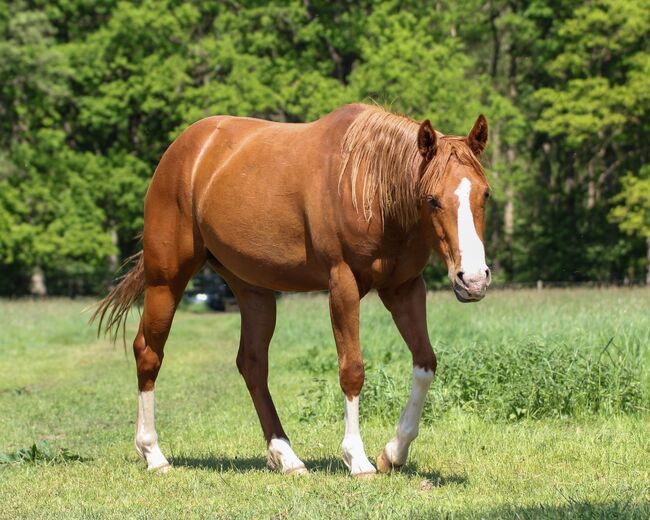 Sehr menschenbezogene, liebenswerte Quarter Horse Stute, Kerstin Rehbehn (Pferdemarketing Ost), Horses For Sale, Nienburg, Image 2