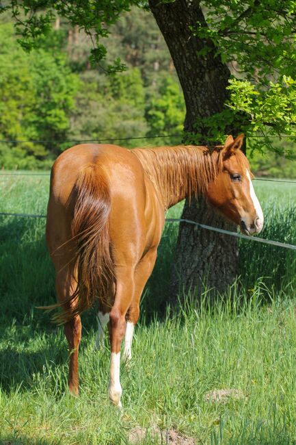 Sehr menschenbezogene, liebenswerte Quarter Horse Stute, Kerstin Rehbehn (Pferdemarketing Ost), Horses For Sale, Nienburg, Image 4