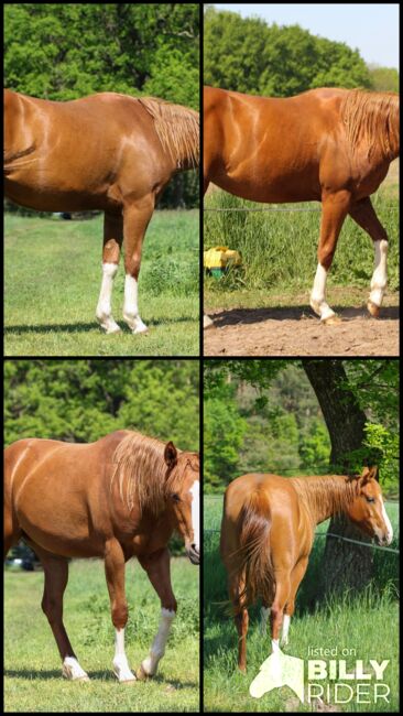 Sehr menschenbezogene, liebenswerte Quarter Horse Stute, Kerstin Rehbehn (Pferdemarketing Ost), Horses For Sale, Nienburg, Image 6