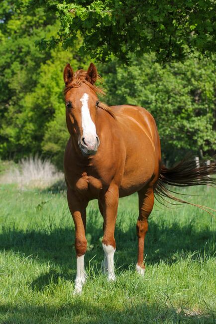 Sehr menschenbezogene, liebenswerte Quarter Horse Stute, Kerstin Rehbehn (Pferdemarketing Ost), Horses For Sale, Nienburg, Image 3
