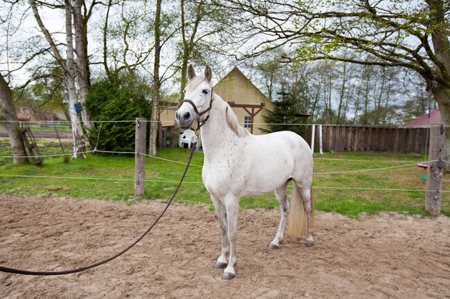 Sehr menschenbezogene, leistungsbereite Spanier Stute, Kerstin Rehbehn (Pferdemarketing Ost), Horses For Sale, Nienburg, Image 11