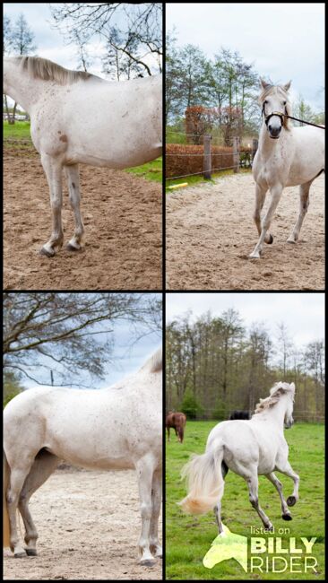 Sehr menschenbezogene, leistungsbereite Spanier Stute, Kerstin Rehbehn (Pferdemarketing Ost), Horses For Sale, Nienburg, Image 21