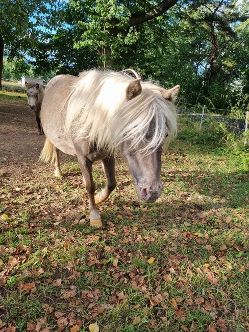 Sehr hübsche Partbredshetland Stute in Rappsilber Tiger, Nadine  (Shettyzucht Frechdachs ), Horses For Sale, Heringen, Image 3