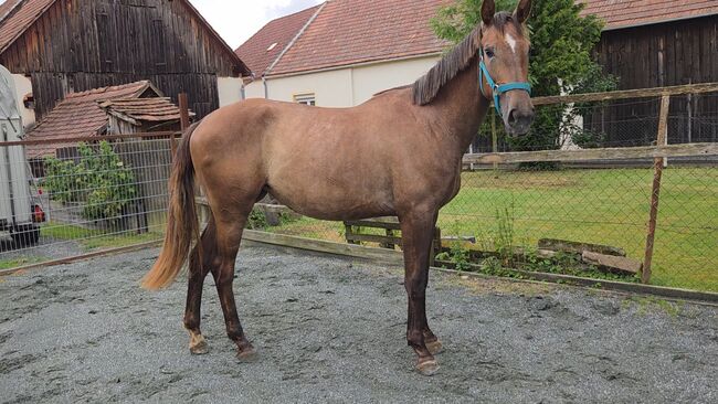 Vielvetsprechende Stute!, Barbara Granig, Horses For Sale, Unterwart, Image 6
