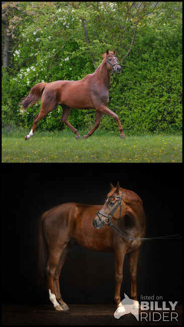 Sehr schicker dunkelfuchs Wallach, Gerald Zwingmann, Horses For Sale, Birkungen, Image 3