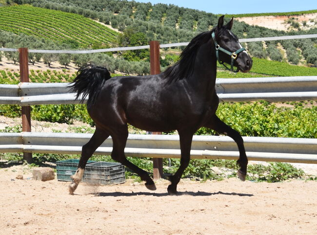 sehr bewegungsstarke 3j. PRE Rappe Stute, Manuela KUBNY , Horses For Sale, Küßnach , Image 7