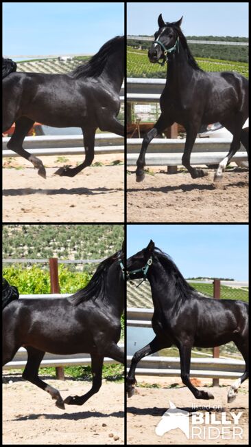 sehr bewegungsstarke 4j. PRE Rappe Stute, Manuela KUBNY , Horses For Sale, Küßnach , Image 10