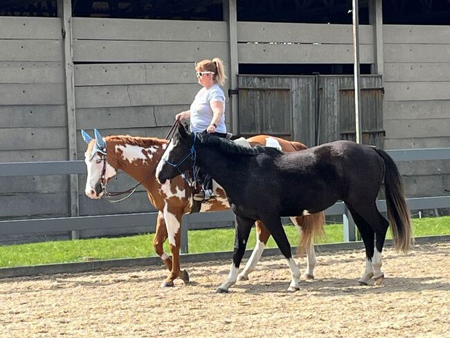 Sehr erfolgreicher Allrounder, Kerstin Rehbehn (Pferdemarketing Ost), Horses For Sale, Nienburg, Image 5