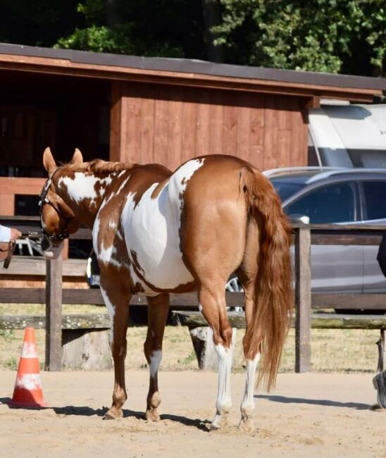 Sehr erfolgreicher Allrounder, Kerstin Rehbehn (Pferdemarketing Ost), Horses For Sale, Nienburg, Image 2